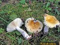 Russula solaris-amf1738